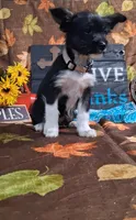 Daisy, a male Yorkshire Terrier for sale in Spencerville, IN – 3 of 4