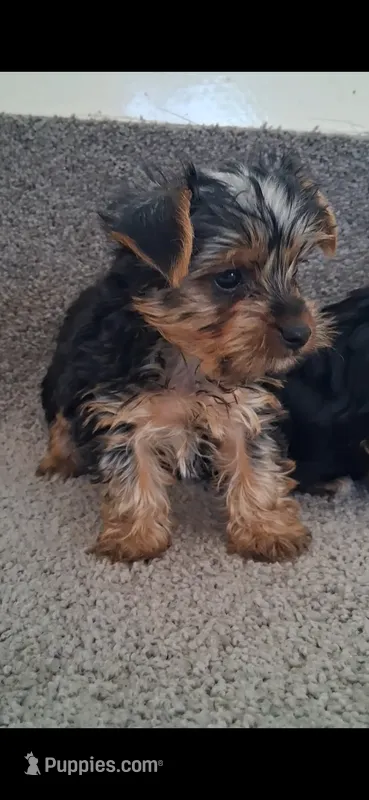 Rex, a male Yorkshire Terrier for sale in Spencerville, IN – 1 of 3