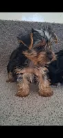 Rex, a male Yorkshire Terrier for sale in Spencerville, IN – 1 of 3