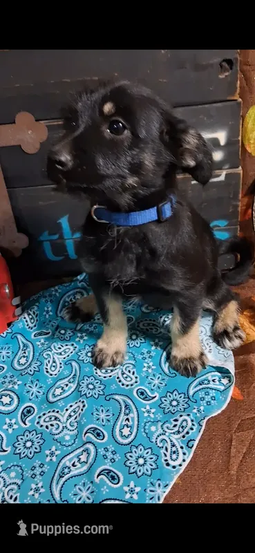 Dixie – Yorkshire Terrier puppy for sale in Spencerville, IN