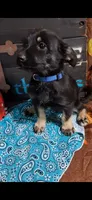 Dixie, a female Yorkshire Terrier for sale in Spencerville, IN – 1 of 4