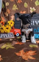 Daisy, a male Yorkshire Terrier for sale in Spencerville, IN – 2 of 4