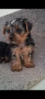 Rex, a male Yorkshire Terrier for sale in Spencerville, IN – 3 of 3