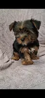 Teddy, a male Yorkshire Terrier for sale in Spencerville, IN – 2 of 6
