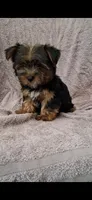 Teddy, a male Yorkshire Terrier for sale in Spencerville, IN – 4 of 6