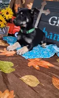 Dawn, a female Yorkshire Terrier for sale in Spencerville, IN – 3 of 3