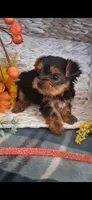 Ava, a female Yorkshire Terrier for sale in Spencerville, IN – 3 of 5