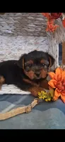 Kara, a female Yorkshire Terrier for sale in Spencerville, IN – 4 of 6