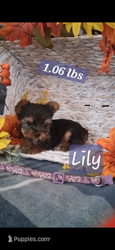 Lilly  – Yorkshire Terrier puppy for sale in Spencerville, IN
