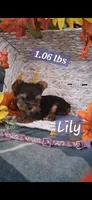 Lilly , a female Yorkshire Terrier for sale in Spencerville, IN – 1 of 5