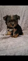 Teddy, a male Yorkshire Terrier for sale in Spencerville, IN – 5 of 6