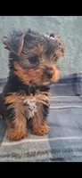 Kara, a female Yorkshire Terrier for sale in Spencerville, IN – 4 of 5