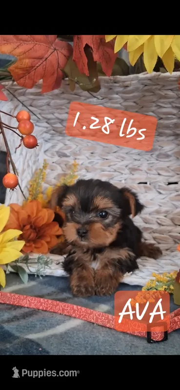 Ava – Yorkshire Terrier puppy for sale in Spencerville, IN