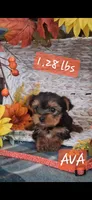 Ava, a female Yorkshire Terrier for sale in Spencerville, IN – 1 of 5