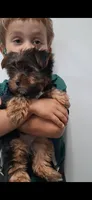 Teddy, a male Yorkshire Terrier for sale in Spencerville, IN – 6 of 6