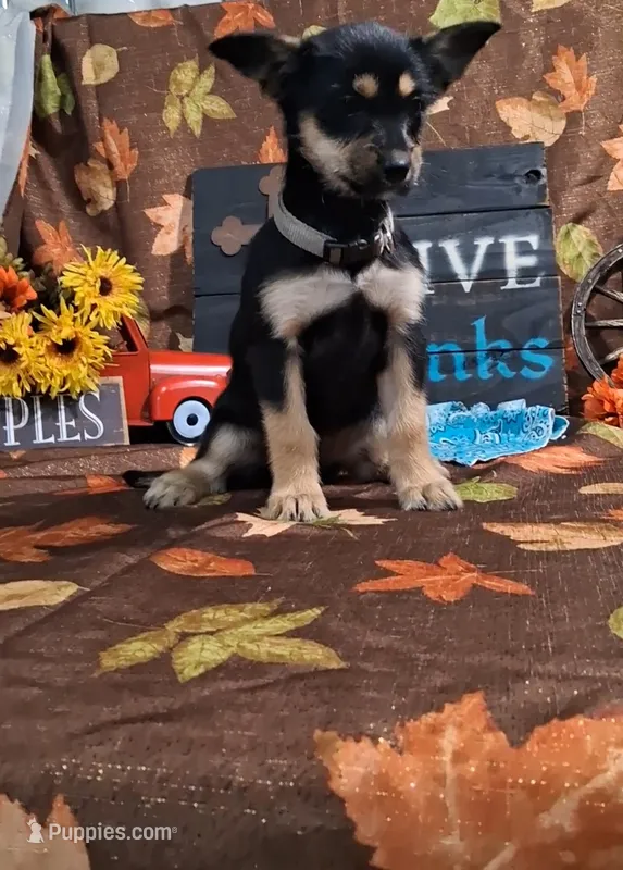 Daphne  – Yorkshire Terrier puppy for sale in Spencerville, IN