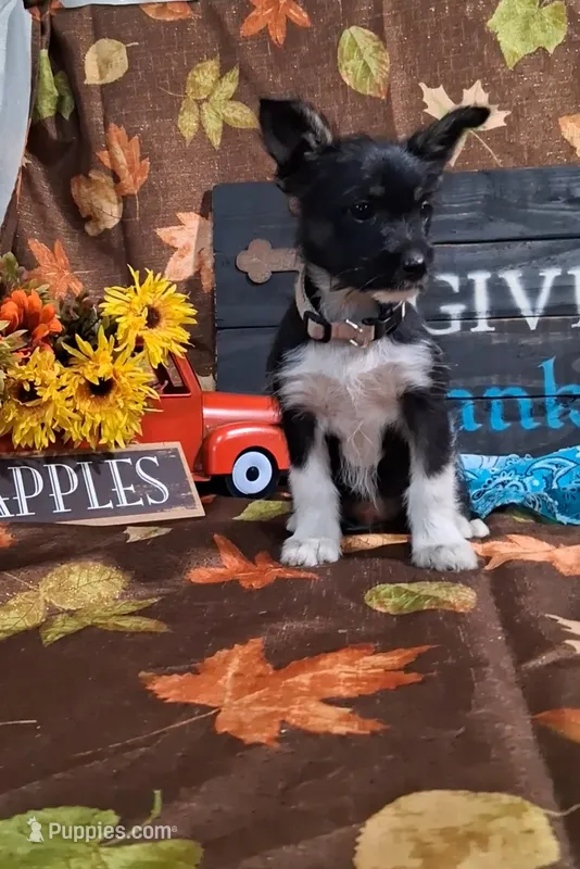 Daisy – Yorkshire Terrier puppy for sale in Spencerville, IN