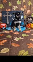 Daphne , a female Yorkshire Terrier for sale in Spencerville, IN – 3 of 4