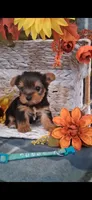 Annie, a female Yorkshire Terrier for sale in Spencerville, IN – 3 of 5