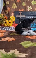 Daisy, a male Yorkshire Terrier for sale in Spencerville, IN – 4 of 4