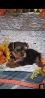 Ava, a female Yorkshire Terrier for sale in Spencerville, IN – 2 of 5