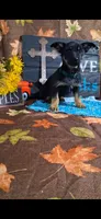 Duke , a male Yorkshire Terrier for sale in Spencerville, IN – 4 of 4