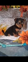 Annie, a female Yorkshire Terrier for sale in Spencerville, IN – 4 of 5