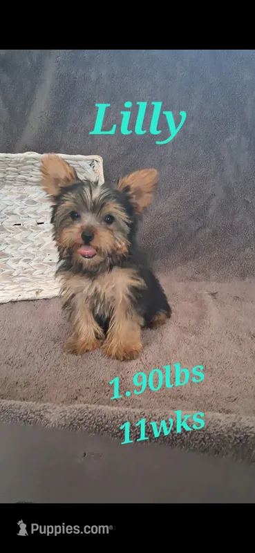 Lilly  – Yorkshire Terrier puppy for sale in Spencerville, IN