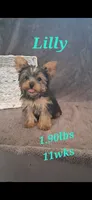 Lilly , a female Yorkshire Terrier for sale in Spencerville, IN – 1 of 4