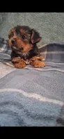 Kara, a female Yorkshire Terrier for sale in Spencerville, IN – 5 of 5