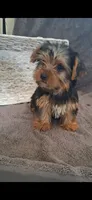 Kara, a female Yorkshire Terrier for sale in Spencerville, IN – 4 of 6