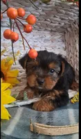 Kara, a female Yorkshire Terrier for sale in Spencerville, IN – 2 of 6
