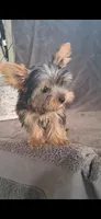 Lilly , a female Yorkshire Terrier for sale in Spencerville, IN – 4 of 4