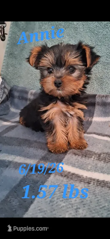 Annie – Yorkshire Terrier puppy for sale in Spencerville, IN