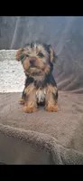 Kara, a female Yorkshire Terrier for sale in Spencerville, IN – 2 of 6
