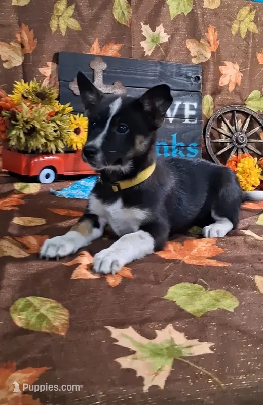 Disco – Yorkshire Terrier puppy for sale in Spencerville, IN