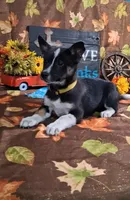 Disco, a male Yorkshire Terrier for sale in Spencerville, IN – 1 of 3