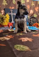 Dana, a female Yorkshire Terrier for sale in Spencerville, IN – 2 of 2