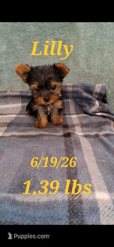 Lilly  – Yorkshire Terrier puppy for sale in Spencerville, IN