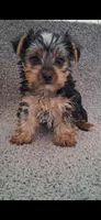Rex, a male Yorkshire Terrier for sale in Spencerville, IN – Photo 2 of 5