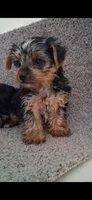 Rex, a male Yorkshire Terrier for sale in Spencerville, IN – Photo 3 of 5