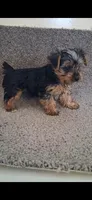 Rex, a male Yorkshire Terrier for sale in Spencerville, IN – Photo 5 of 5