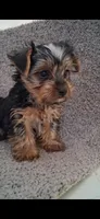 Rex, a male Yorkshire Terrier for sale in Spencerville, IN – Photo 1 of 5