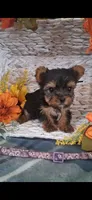 Lilly , a female Yorkshire Terrier for sale in Spencerville, IN – 4 of 5