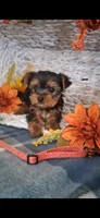 Ava, a female Yorkshire Terrier for sale in Spencerville, IN – 4 of 5