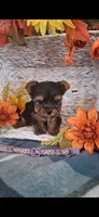 Lilly , a female Yorkshire Terrier for sale in Spencerville, IN – 5 of 5