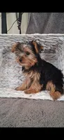 Annie, a female Yorkshire Terrier for sale in Spencerville, IN – 2 of 5