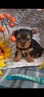 Annie, a female Yorkshire Terrier for sale in Spencerville, IN – 5 of 5