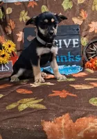 Daphne , a female Yorkshire Terrier for sale in Spencerville, IN – 4 of 4