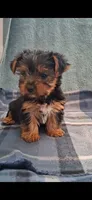 Kara, a female Yorkshire Terrier for sale in Spencerville, IN – 2 of 5